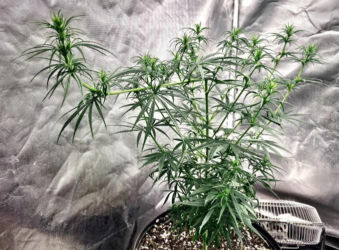 Three out of Five in a Four. Week 10 - 15th, Panama Red x Malawi Gold