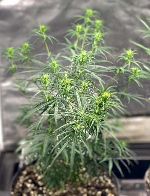 Three out of Five in a Four. Week 10 - 15th, PR x MG