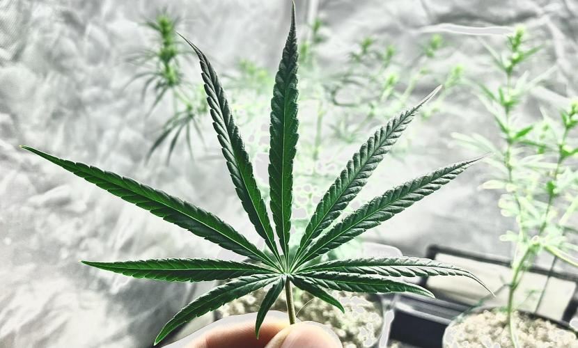 Three out of Five in a Four. Week 10 - 15th, no shit thats a Sativa !!!