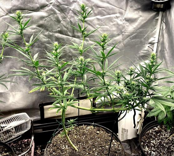 Three out of Five in a Four. Week 10 - 15th, Saglana Salchak (bai taiga x salmon creek big bud)