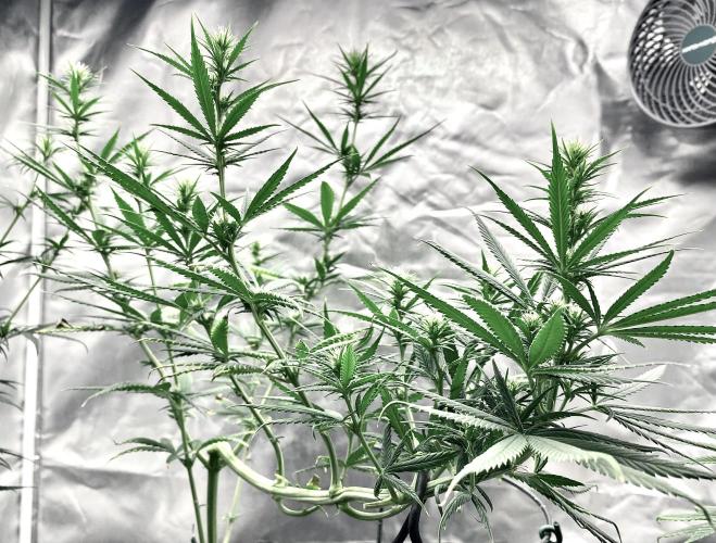 Three out of Five in a Four. Week 10 - 15th, SagSal