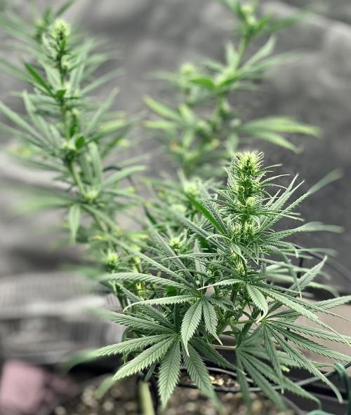 Three out of Five in a Four. Week 10 - 15th, SagSal