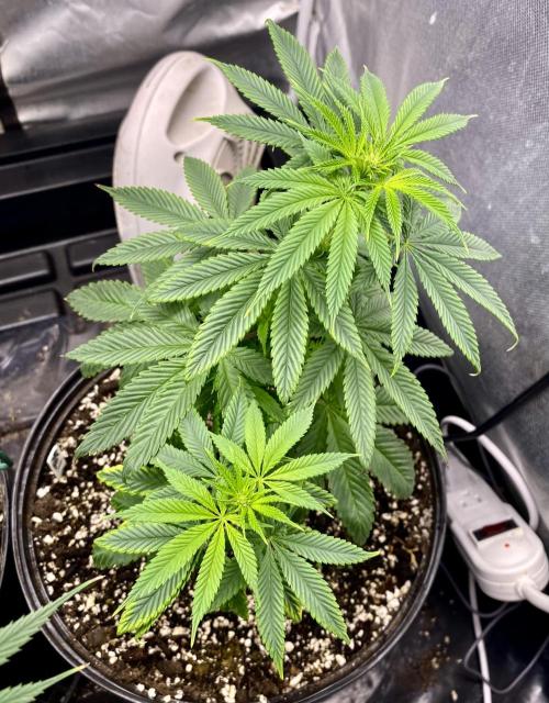 Three out of Five in a Four. Week 10 - 15th, Stockton Slap