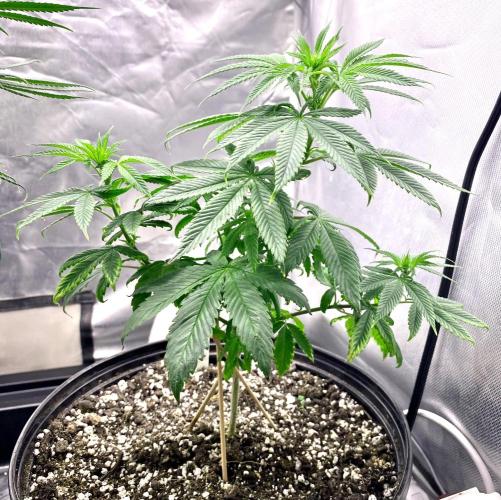 Three out of Five in a Four. Week 10 - 15th, Stockton Slap