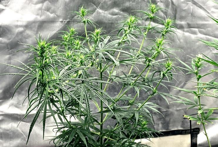 Three out of Five in a Four. Week 10 - 15th, Panama Red x Malawi Gold