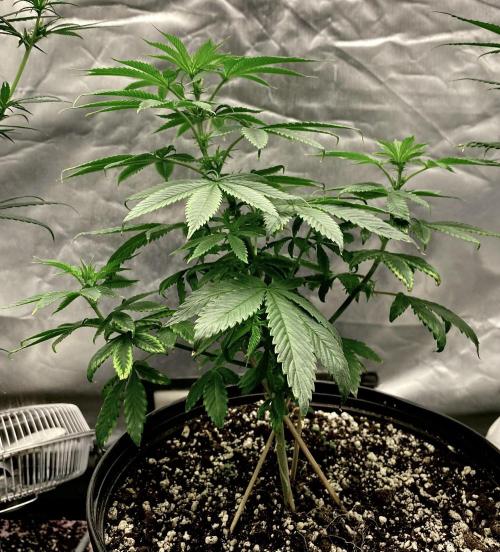 Three out of Five in a Four. Week 10 - 16th, Stocton Slap