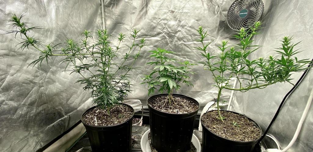 Three out of Five in a Four. Week 10 - 16th, (l-r) panama red x malawi gold, Stockton slap, Saglana Salchak (bt x scbb)