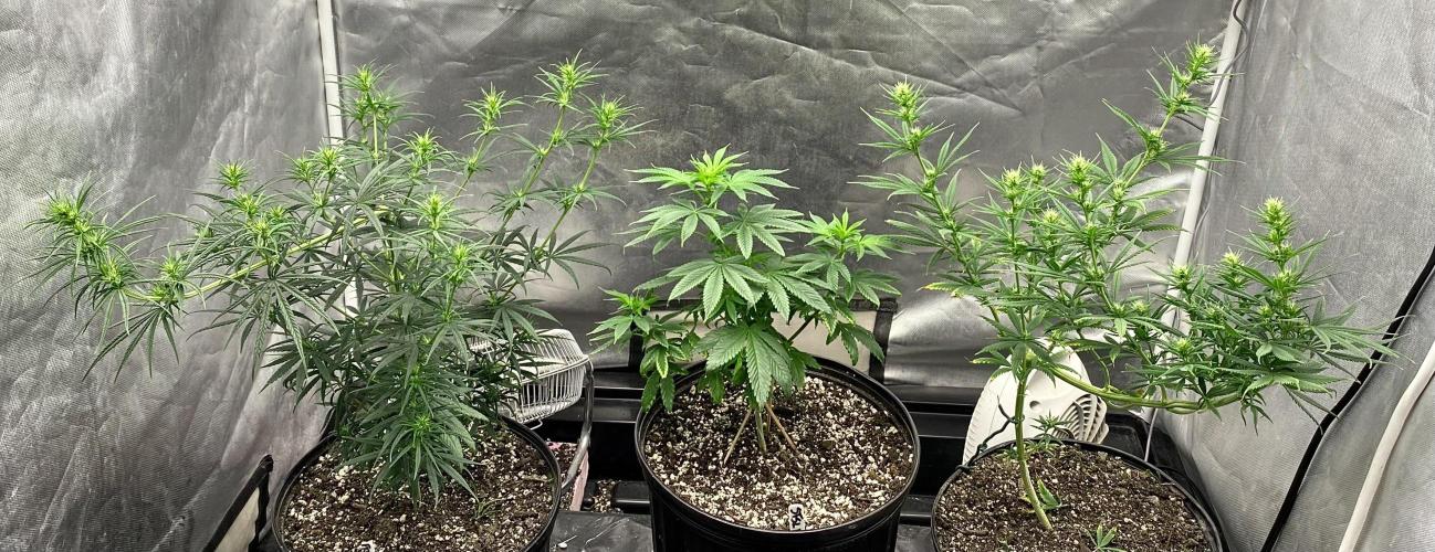 Three out of Five in a Four. Week 10 - 16th,  3/4 view