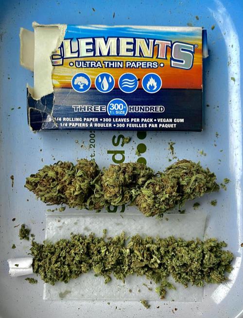 SUMMER STRAYS 2025. Week 30 - Nov 18, Hawaiian Snow and pollen from any of 4-males, makes for a great secret !