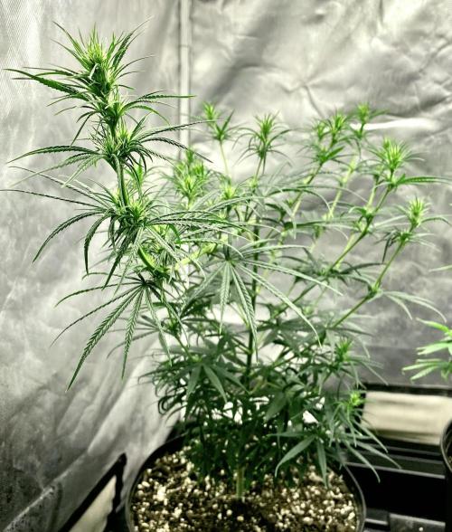 Three out of Five in a Four. Week 11 - Panama Red 🇵🇦 x Malawi Gold 🇲🇼 