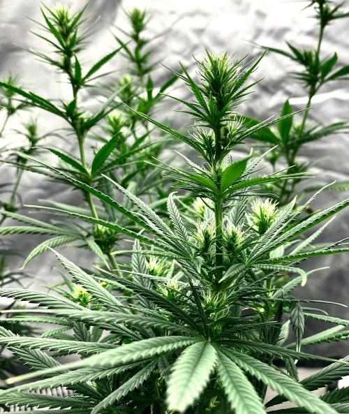 Three out of Five in a Four. Week 11 - Saglana Salchak (bai taiga x salmon creek big bud)