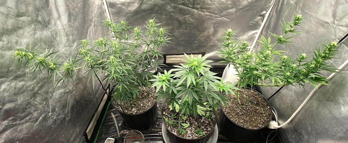 Three out of Five in a Four. Week 11 - 20th