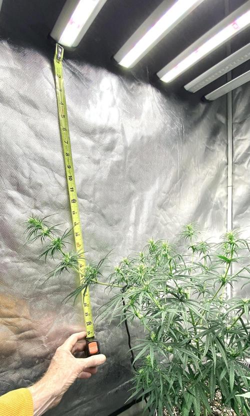 Three out of Five in a Four. Week 11 - 20th, 