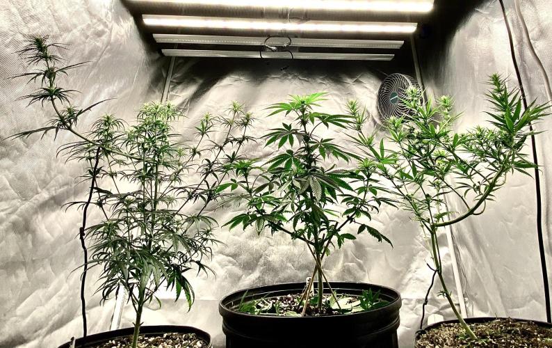 Three out of Five in a Four. Week 11 - 20th