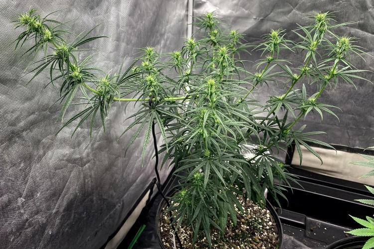 Three out of Five in a Four. Week 11 - 20th, Panama Red x Malawi Gold has a gooood thirst