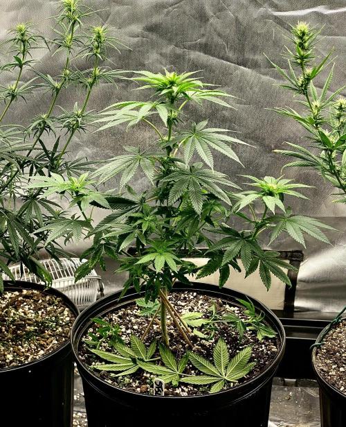 Three out of Five in a Four. Week 11 - 20th, Stockton Slap is looking kind of Tough all of a sudden ✅ 