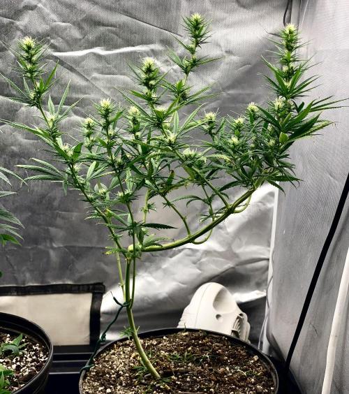 Three out of Five in a Four. Week 11 - 20th, Bai Taiga x Salmon Creek Big Bud aka Saglana Salchak