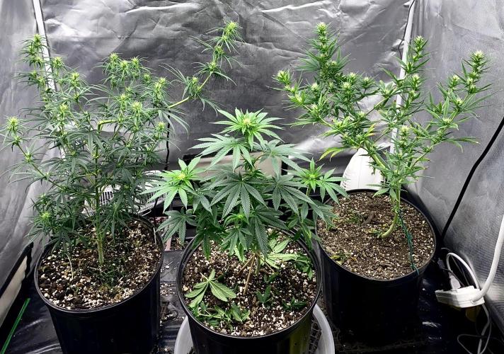 Three out of Five in a Four. Week 11 - 21st, early