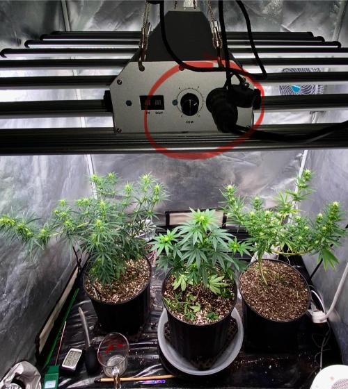 Three out of Five in a Four. Week 11 - PPFD @ 1000 
RH 50-55%
16” canopy  lite