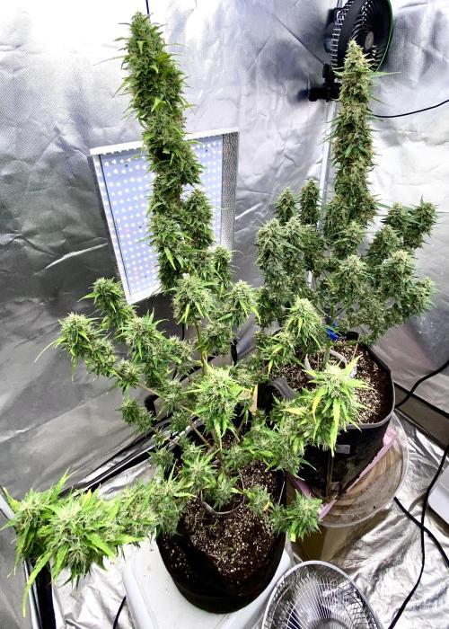 Three out of Five in a Four. Week 11 - A side-lighting application from a couple grows-ago, happens again tonight