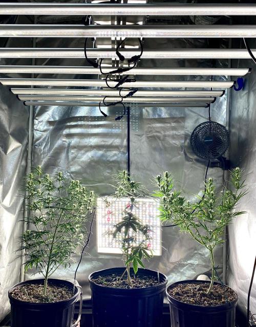 Three out of Five in a Four. Week 11 - 22nd, bring-on some side-lite