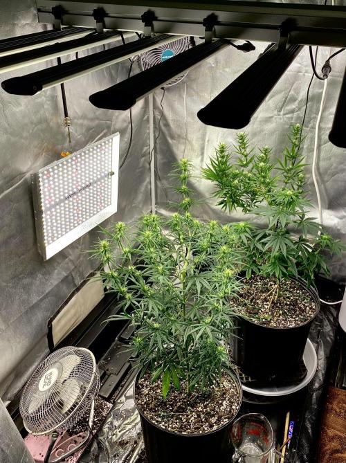 Three out of Five in a Four. Week 11 - 22nd, dialed in at 500 ppdf