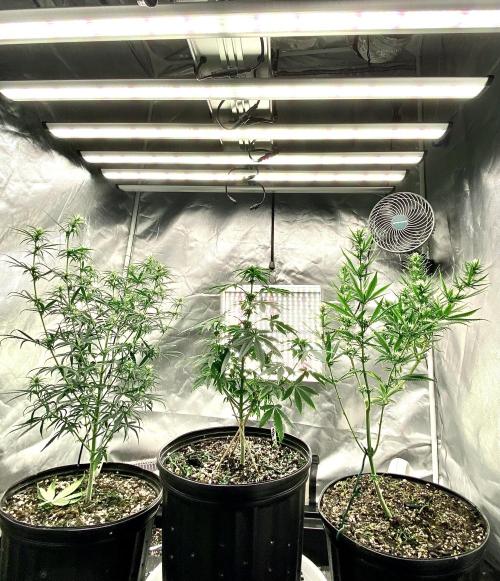 Three out of Five in a Four. Week 11 - 22nd, Phlizon cruising along at 1000 ppdf and 12” 