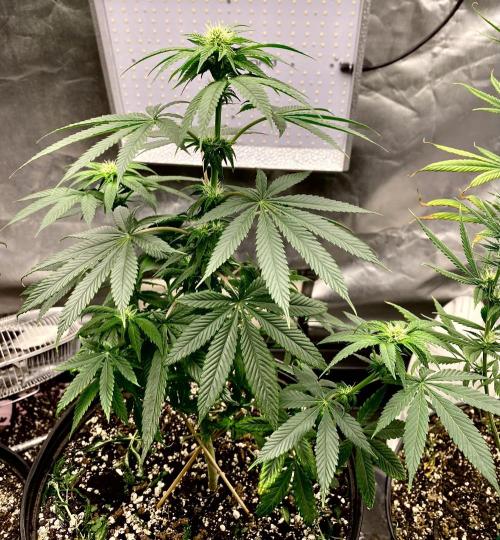 Three out of Five in a Four. Week 11 - 22nd, Stockton Slap