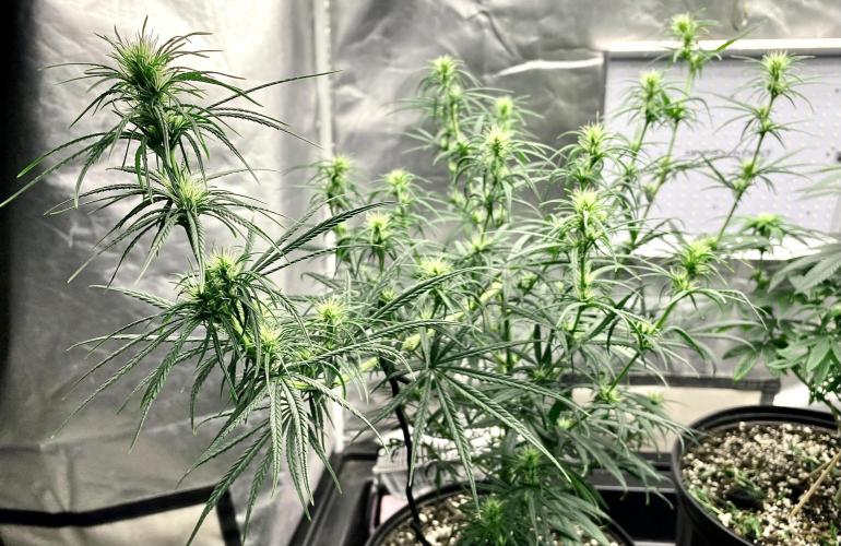 Three out of Five in a Four. Week 11 - 22nd, bt x scbb