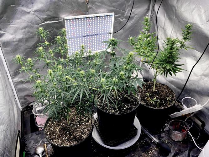 Three out of Five in a Four. Week 11 - 25th, early a.m. and the two on the right, were just fed