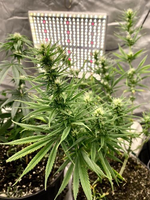 Three out of Five in a Four. Week 11 - 25th, Bay Taiga x Salmon Creek Big Bud, aka Saglana Salchak looking good 👀 