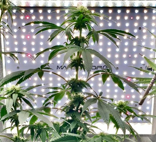 Three out of Five in a Four. Week 11 - 25th, Stockton Slap