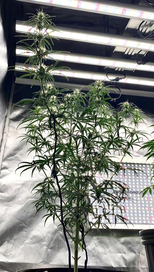 Three out of Five in a Four. Week 11 - 25th, Panama Red x Malawi Gold