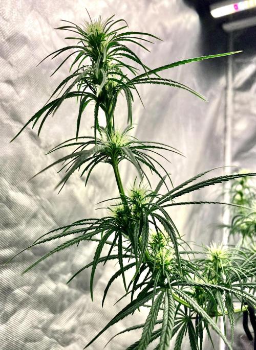 Three out of Five in a Four. Week 11 - PR x MG Cola