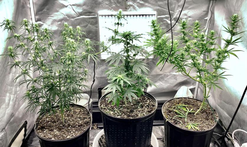 Three out of Five in a Four. Week 11 - 25th pm