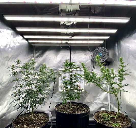 Three out of Five in a Four. Week 11 - 25th, pm