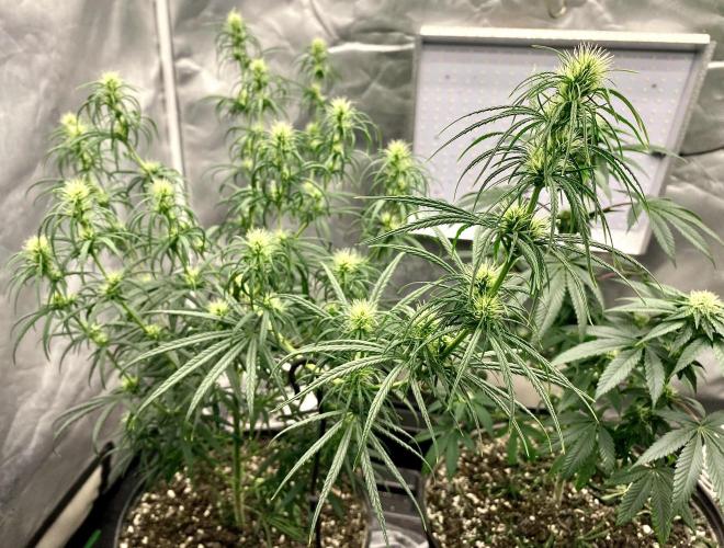 Three out of Five in a Four. Week 12 - 28th, PANAMA RED 🇵🇦 x MALAWI GOLD 🇲🇼 