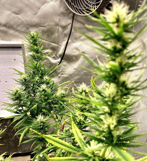 Three out of Five in a Four. Week 12 - 28th, SAGLANA SALCHAK ( bai taiga x salmon creek big bud )