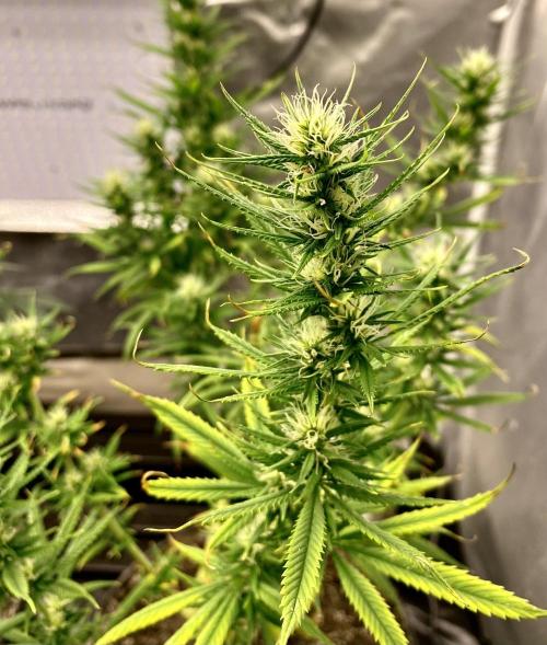 Three out of Five in a Four. Week 12 - 28th, SAG-SAL 