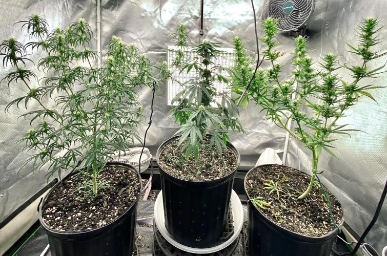 Three out of Five in a Four. Week 12 - 30th