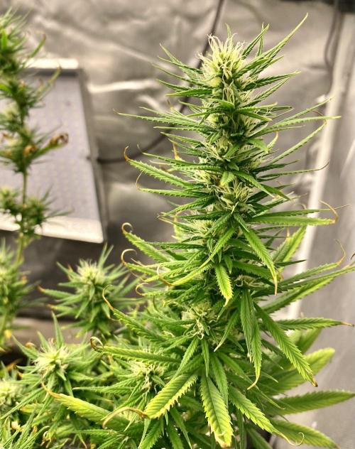 Three out of Five in a Four. Week 12 - Dec 1st 2025, yikes. 
Real early this morning! Things are filling-in