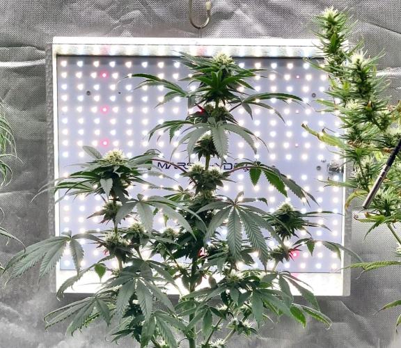 Three out of Five in a Four. Week 12 - 1st, Stockton Slap 