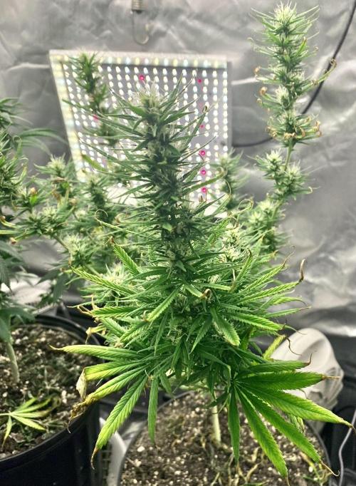 Three out of Five in a Four. Week 12 - 1st, PR x MG