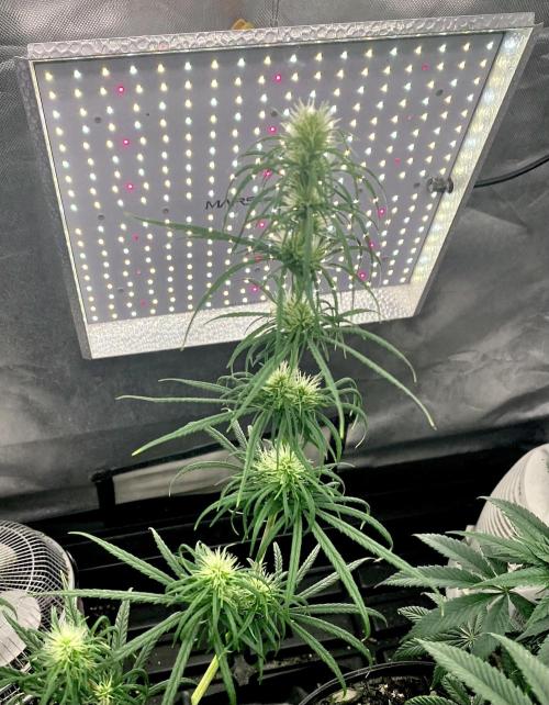 Three out of Five in a Four. Week 12 - 1st, Panama Red x Malawi Gold looking down on the cola