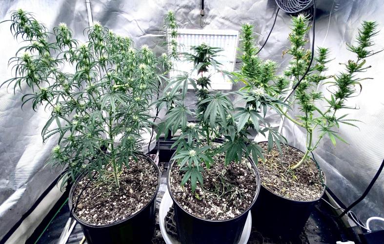 Three out of Five in a Four. Week 12 - 3rd