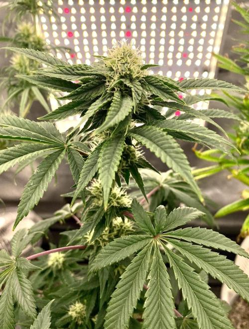 Three out of Five in a Four. Week 12 - 3rd