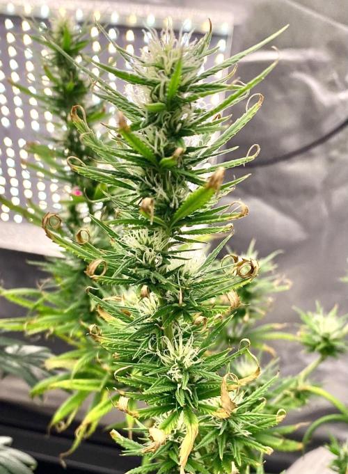 Three out of Five in a Four. Week 12 - 3rd