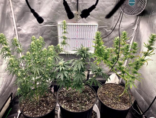 Three out of Five in a Four. Week 12 - 3rd