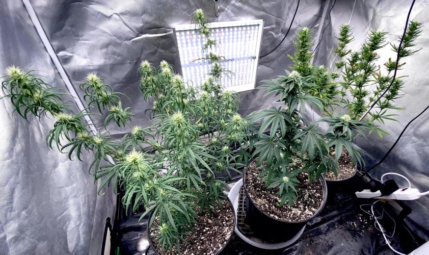 Three out of Five in a Four. Week 12 - 3rd