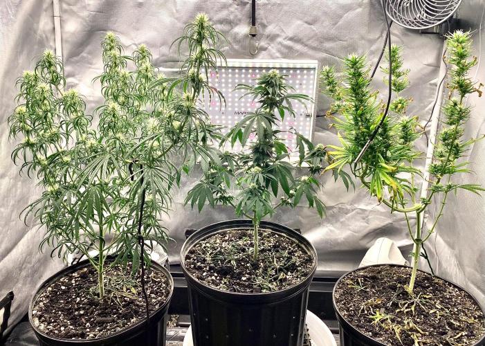 Three out of Five in a Four. Week 13 - Dec 4th